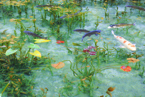 根道神社の池 モネの絵